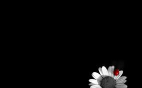 Free flower sketch pull material, sketch, black and white, flowers png and psd, free portable network graphics (png) archive. 49 Black Wallpaper With White Flowers On Wallpapersafari