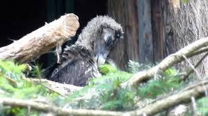 Um die rückkehr zu beschleunigen, wird der lbv in den bayerischen alpen jungtiere auswildern. Grosses Bartgeier Kuken Youtube