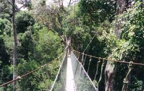 3 overnight at a jungle lodge. Excellent Jungle Trekking But Avoid The Tour Groups Taman Negara National Park Kelantan Traveller Reviews Tripadvisor