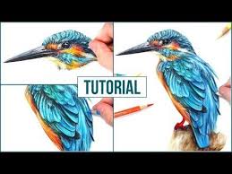 Bird Sitting On A Branch Drawing With Colour How To Draw Color A Bird With Panpastel And Colored Pencils Step By Step Drawing Tutorial Youtube Realistic Drawings Drawing Tutorial Drawings