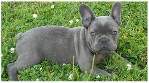 Are french bulldogs hunting dogs? Gray French Bulldog Puppy With Blue Eyes Crazypurplemama