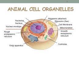 Nuclear membrane location in animal cell. Cell Structure And Function 2 Organelles Very Small