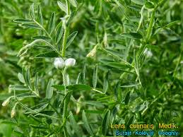 Image result for Lens culinaris