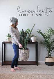 Houseplants For Beginners How To Keep House Plants Alive House Plants Indoor Easy Home Decor Home Decor Tips