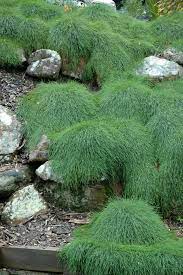 Greenlife 140mm Cousin It Casuarina Glauca In 2020 Ground Cover Plants Native Garden Plants