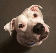 Fake Service Dog S What S The Problem Service Dogs Dogs Dog Thoughts