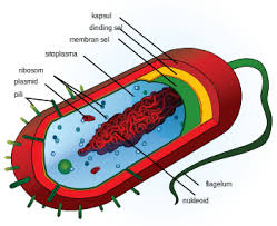 Menemukan bagian sel yang membedakan sel hewan dengan sel tumbuhan. Sel Biologi Wikipedia Bahasa Indonesia Ensiklopedia Bebas