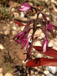 Image result for Eulophia hians