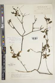 Image result for Barleria purpureotincta