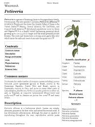 Image result for Petiveria alliacea