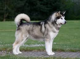 .der alaskan malamute, von seinen fans auch liebevoll „mali oder „mally genannt, zählt zu den schlittenhunderassen des eisigen nordens. Dcnh E V Deutscher Club Fur Nordische Hunde