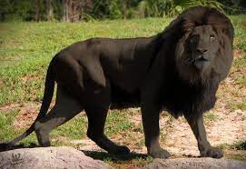 Pin On Exotic Pets
