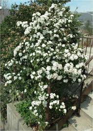 Hij moet het tegenovergestelde van achilles voorstellen. Bol Com Sneeuwbal Viburnum Tinus Op Stam Stamhoogte 80 Cm