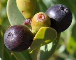 Image result for Osyris compressa