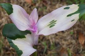 Reverts to green in the heat of summer. Tradescantia Blushing Bride Verzorging Info Mijnplant