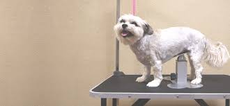 Unfortunately, most commercial dog grooming tables are pricey, and, while they offer the professional groomer a quality surface, they may cost more money than a typical dog owner wants to spend. Dogup Stand Keeps Dogs From Sitting While Grooming