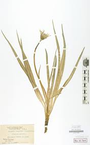 Image result for Xerophyta equisetoides