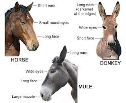 Differences In Features Of Donkey Horse And Mule Mules Animal Horses Donkey Breeds