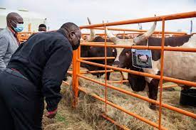 Ramaphosa is an ankole cattle breeder and in 2017 one of his prize bulls sold for a whopping r640 000 at auction. Take A Look Inside Sa S First Ankole Cattle Auction With Cyril Ramaphosa And Patrice Motsepe World Of Youth News