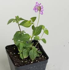 Image result for Lantana moldenkei