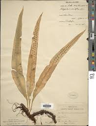 Image result for Lepisorus excavatus