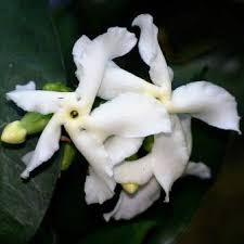 Image result for Tabernaemontana ventricosa