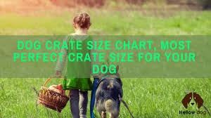 Dog Crate Size Chart To Fit Your Puppy Hellow Dog