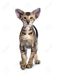Available Oriental Kittens For Sale & Cats For Adoption