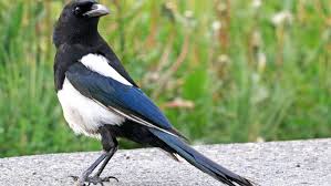 This large, flashy relative of jays and crows is a social creature, gathering in numbers to feed at carrion. Black Billed Magpie