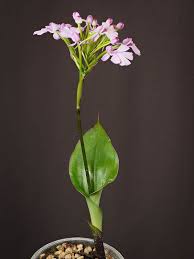 Image result for Cynorkis clarae