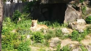 Pin By Smile On Frankfurt Germany Zoo Animals Zoo Germany