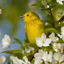Yellow Birds Native To Ohio Cesar Hernando Castellanos Orozco On With Images Nature Birds Beautiful Birds Bird Wallpaper