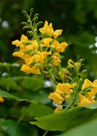 Image result for Pterocarpus indicus