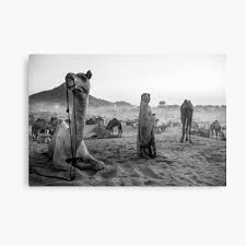 There are lots of travellers here. Black Camels Gifts Merchandise Redbubble