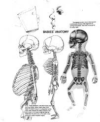 Baby Sculpting Guides Freebie Human Anatomy Drawing Anatomy Sketches Drawing People