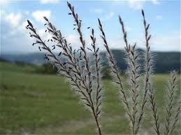 Image result for Axonopus