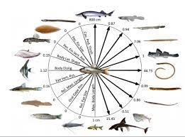 Parmi eux, on compte 8.000 poissons d'eau douce. La Forte Diversite Morphologique Des Poissons D Eau Douce Enfin Revelee