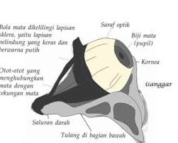 Soal Dan Pembahasan Alat Alat Optik Mata