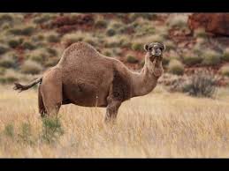 Camels are known for spitting on people. Australia To Kill Up To 10 000 Camels Amid Bushfires Youtube