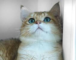 British shorthair silver and golden shaded cats are absolutely stunning cats which impress with their beauty, elegance, luxurious look and exceptional manners. Kittens Royal Emerald Allevamento British Shorthair Brescia