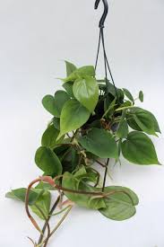 Image result for Filodendron Philodendron