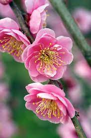 My Misty Morning Chinese Flowers Pretty Flowers Flowers