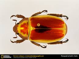 「日本　フンコロガシ」の画像検索結果