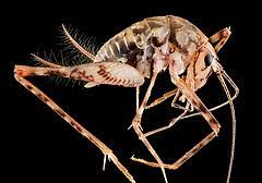 They love moisture and darkness, so you're likely to see them in places like your basement or a damp garage. How To Get Rid Of Spider Crickets Networx