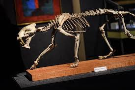 Learn vocabulary, terms and more with flashcards, games and other study tools. Sabre Toothed Tiger Skeleton Sells For More Than 84 000