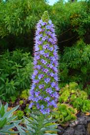 Webb viper's bugloss