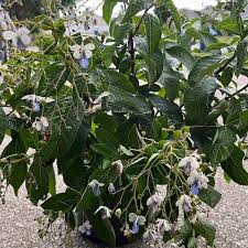 Image result for Clerodendrum buchneri