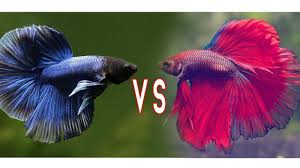 Plakatbetta.com is the leading source of plakat fighter and plakat betta for sale online. Betta Fish Fighting Hard Youtube