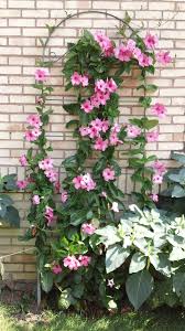 Mandevilla Climbing Flowers Butterfly Garden Design Plants