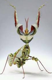 Ole Mante Religieuse Animaux Beaux Animaux Insectes